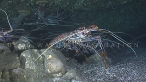 1658_Lobster walking in cave