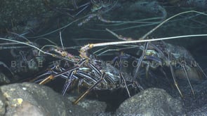 1659_lobster close up in cave