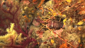 2111_mediterranean lobster on coral reef
