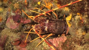 2113_mediterranean lobster close up