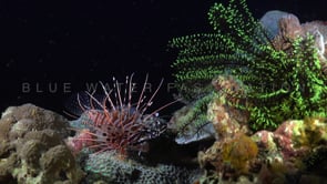 0076_Lionfish at night