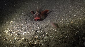 0207_Bluefin Lionfish at night