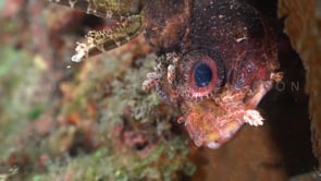 0220_Lionfish close up