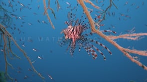 0269_Lionfish in blue water