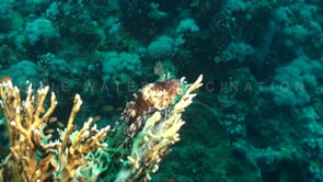 0270_Lionfish on fire coral