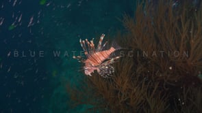 0330_Lionfish over black coral