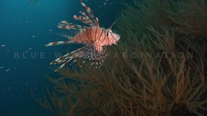 0331_Lionfish over black coral