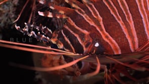 0332_Lionfish eye on coral reef