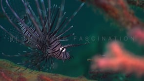 0333_Young Lionfish close up on coral reef