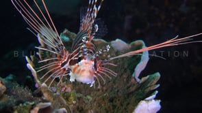 0352_Lionfish super close up at night