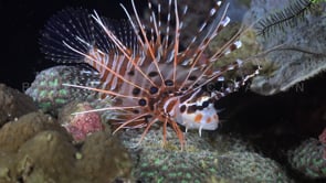 0353_Lionfish full body side night