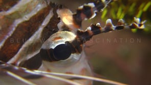 0445_Lionfish eye close up