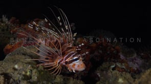 0452_Lionfish on coral reef at night
