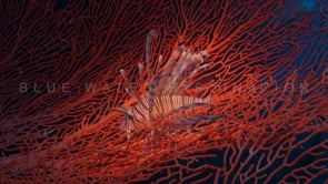0562_Lionfish over red sea fan 