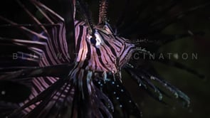 0578_Lionfish at night