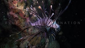 0580_Lionfish doing summersault at night