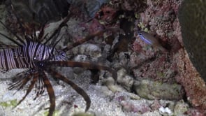 0582_Lionfish feeding at night