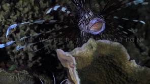 0583_Lionfish with prey in mouth