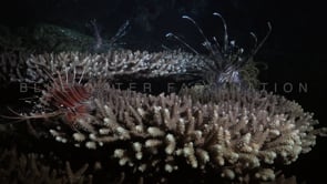 0591_Lionfish at night over table corals