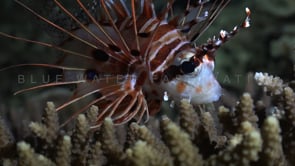 0592_Lionfish at night