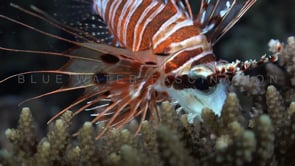 0593_Lionfish at night close up