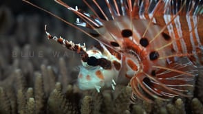 0594_Lionfish close up side view