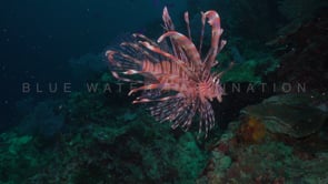 0702_Lionfish turning on reef