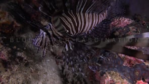 0703_Lionfish facing camera