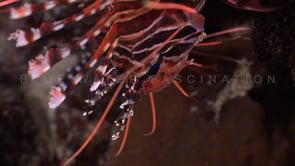 0704_Lionfish close up upside down