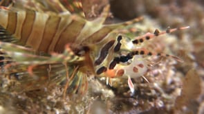 0705_Juvenile lionfish close up