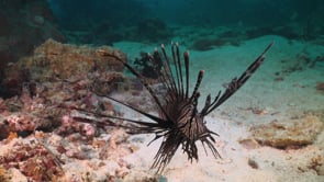 0706_Lionfish on sandy reef