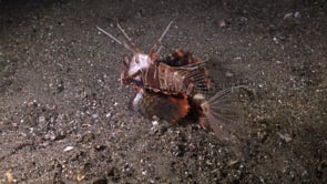 0708_Blue finned Lionfish showing fins