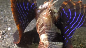 0709_Blue finned Lionfish swimming showing fins