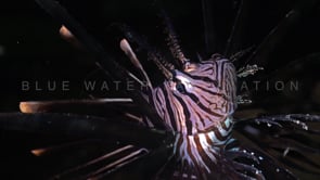 0712_Lionfish close up at night