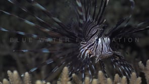 0713_Lionfish close up table coral at night