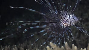 0714_Black Lionfish swimming over table coral at night