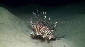 0717_Lionfish catching fish at night spitting sand
