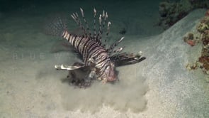 0718_lionfish catching fish at night