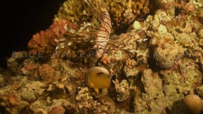 0723_Lionfish and butterflyfish