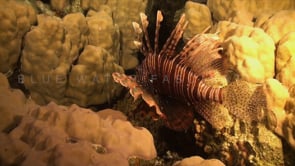 0724_Lionfish in the Red Sea
