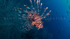 0887_Lionfish with blue ocean backdrop