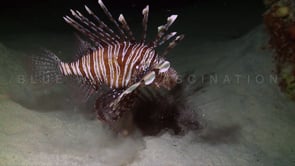 0968_Lionfish feeding at night