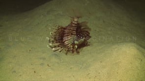 0970_Lionfish feeding at night