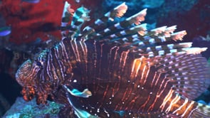 1663_Lionfish close up