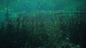 1353_Underwater plants Cenote Carwash, Yucatan Mexico