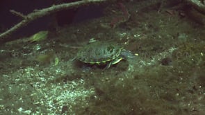1354_Freshwater turtle walking in Cenote, Yucatan Mexico