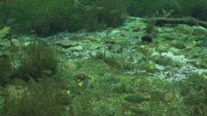 1356_Fishes and vegetation in Cenote, Yucatan Mexico