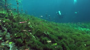 1357_Divers and vegetation inside Cenote Chikin Ha Yucatan Mexico