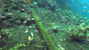 1358_Fishes and vegetation in Cenote, Yucatan Mexico