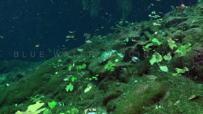 1359_Fresh water turtle swimming in Cenote, Yucatan Mexico